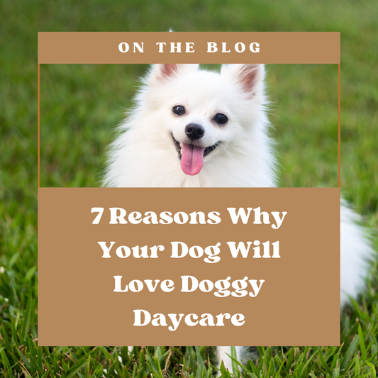 7 Pawsome Reasons Why Your Dog Will Love Doggy Daycare