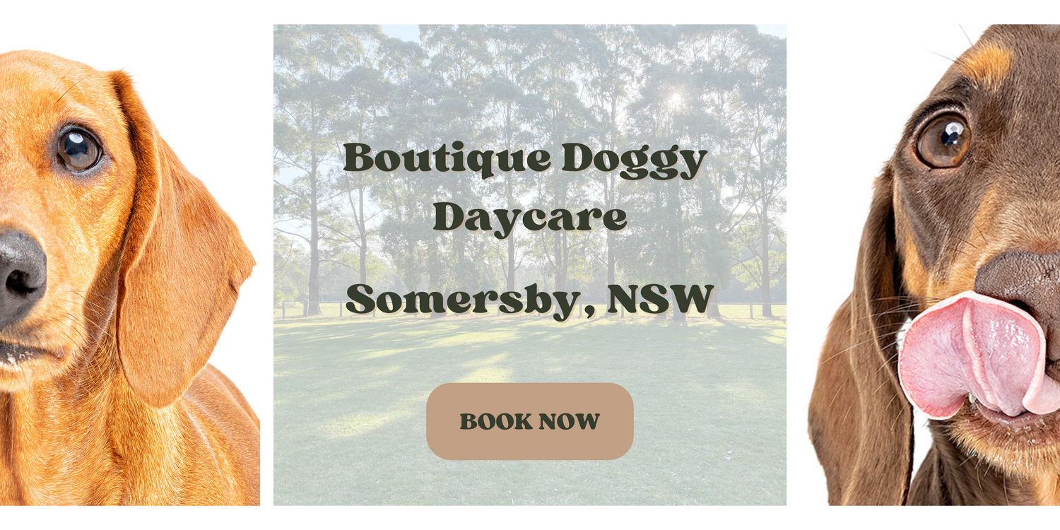 Little Woofs Boutique Doggy Daycare Somersby, NSW 