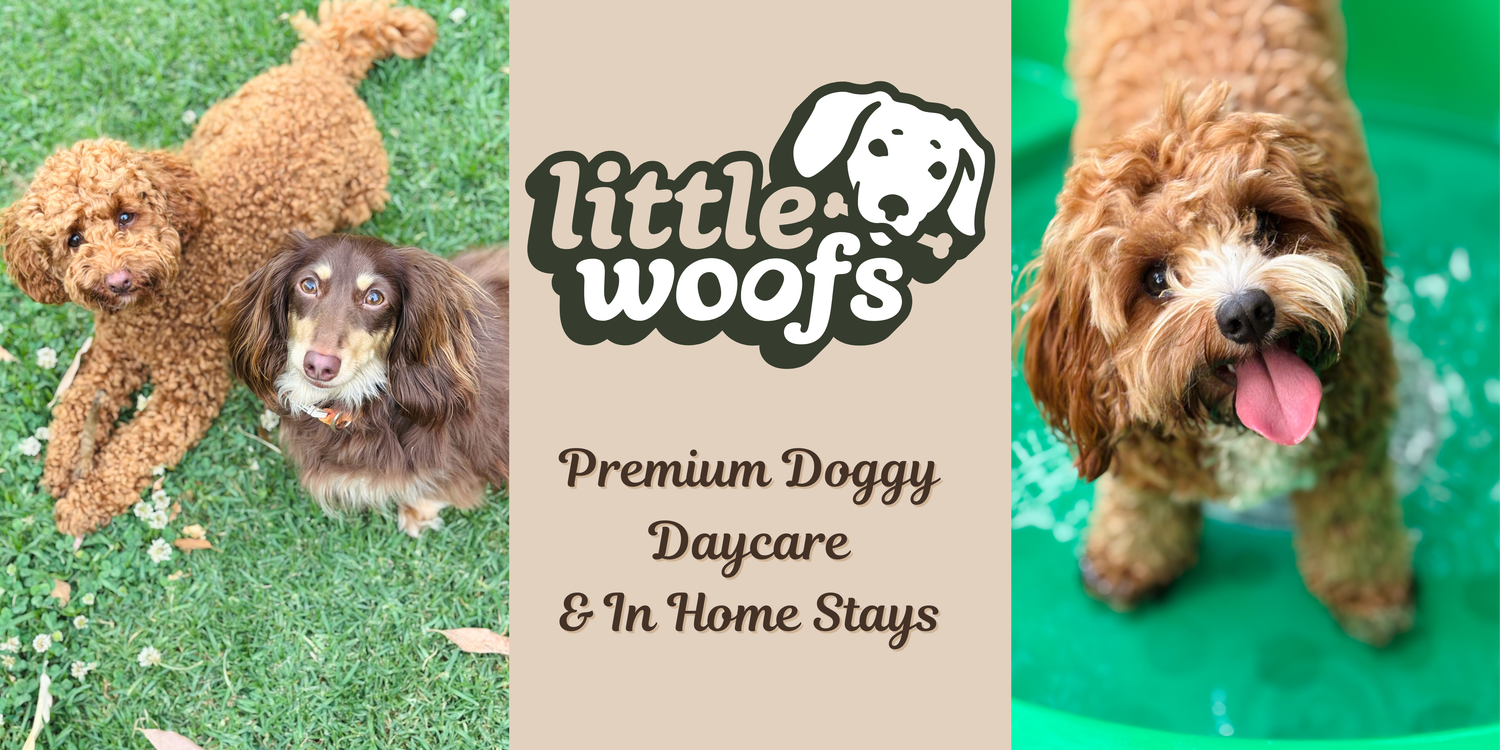 Little Woofs Doggy Daycare