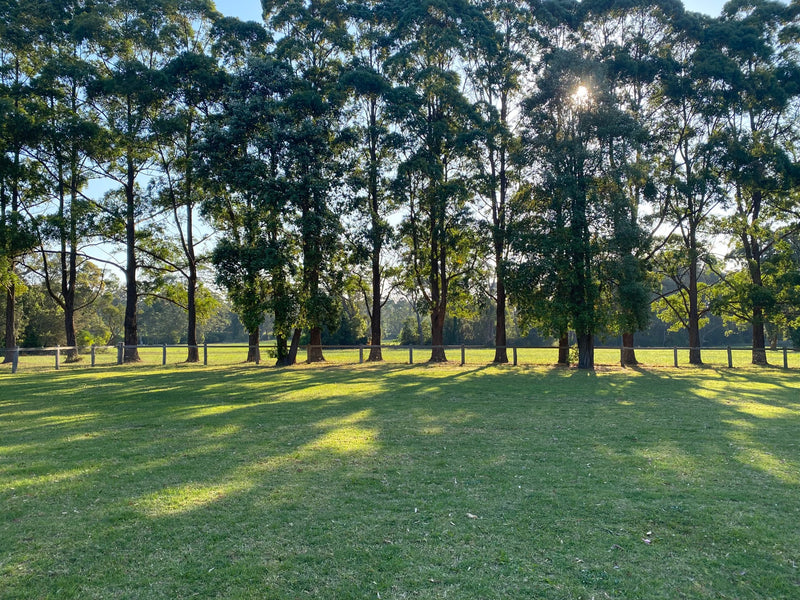 Doggy Daycare Somersby, NSW