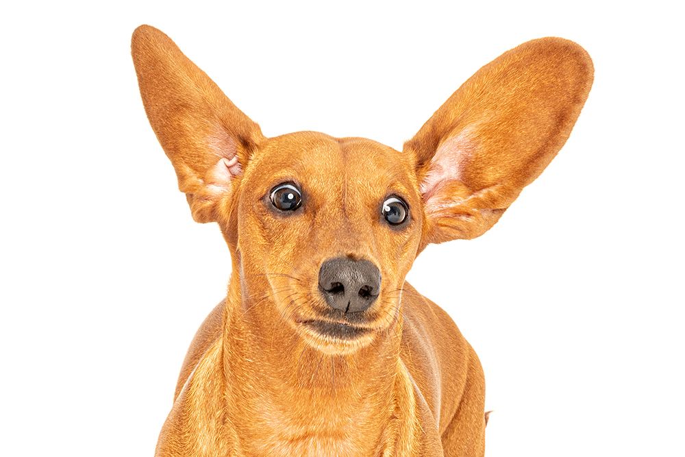happy dog